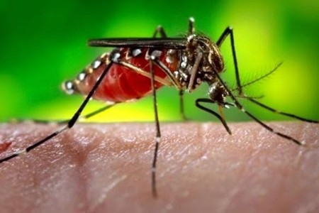 Investigaciones sobre el Zika