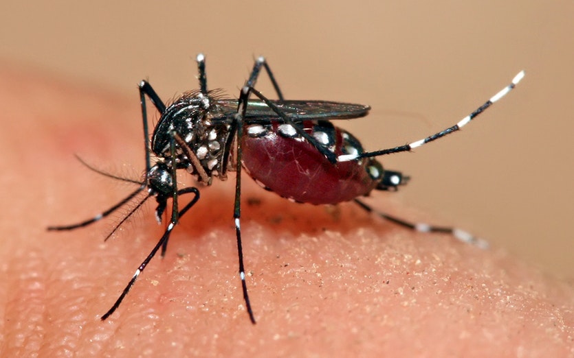 ¿Sabes qué es el dengue y cómo manejarlo?  La doctora Glenis Martínez responde tus inquietudes