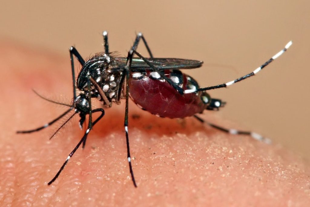 ¿Sabes qué es el dengue y cómo manejarlo? La doctora Glenis Martínez responde tus inquietudes